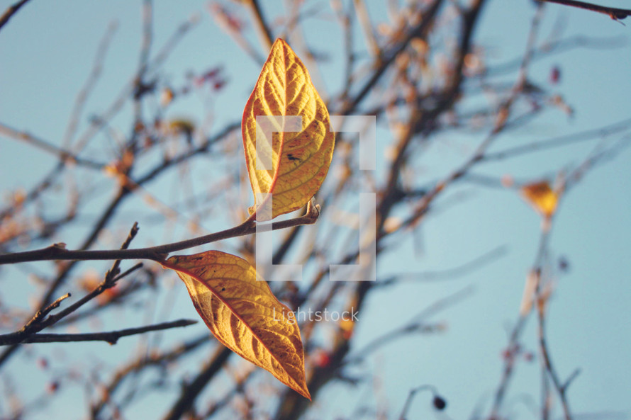 new leaves on a barren tree