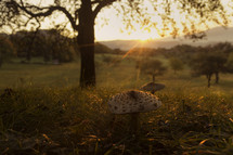 mushrooms growing under a tree 