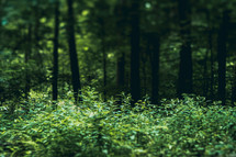  green ground cover in a forest 