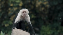 Slow motion of Capuchin Monkey In The Jungle Sitting On Rock And Scratching Its Foot. wide.
