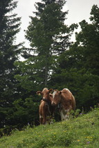Cows in a pasture with trees.