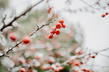 snow covered berries with red and green