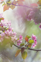 pink flowers on a branch
