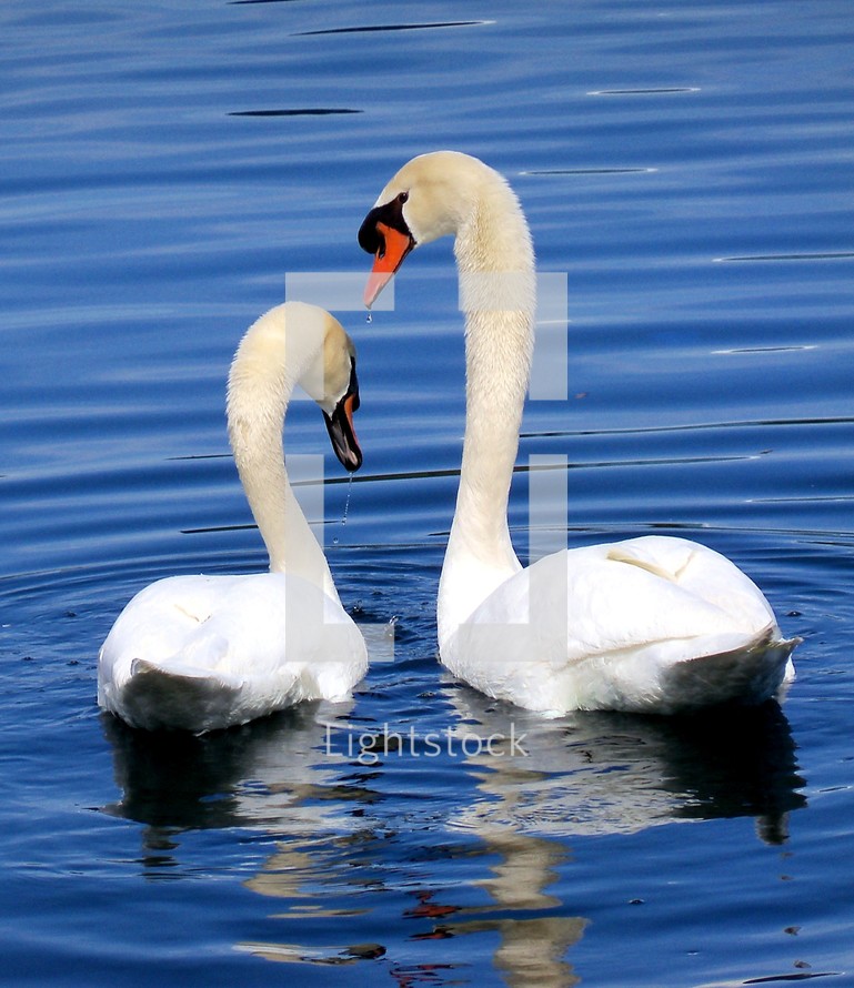 Two Graceful swans gliding together on the water and bathing in a tranquil peaceful blue waters of a pond.