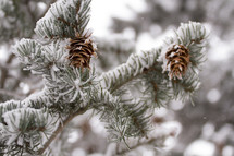 An evergreen bough with pinecones covered in snow.