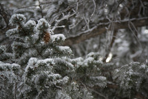 Snow covered evergreen boughs.