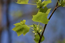 new leaves on a branch in spring 
