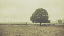 isolated tree in a field 