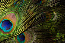 Feathers of tropical peacock bird. Macro, close-up view. Beautiful animals. color accuracy of nature. High quality photo
