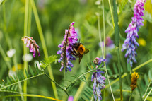 bee on purple summer flowers 