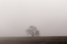 winter tree in fog