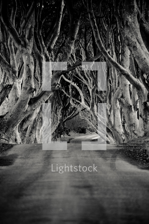 trees lining a road