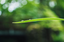 water droplet on a blade of grass 
