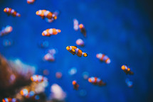 Clownfish in the deep blue sea
