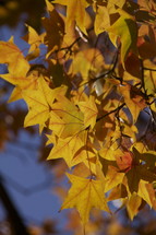 Fall leaves. Season, orange, change, tree.