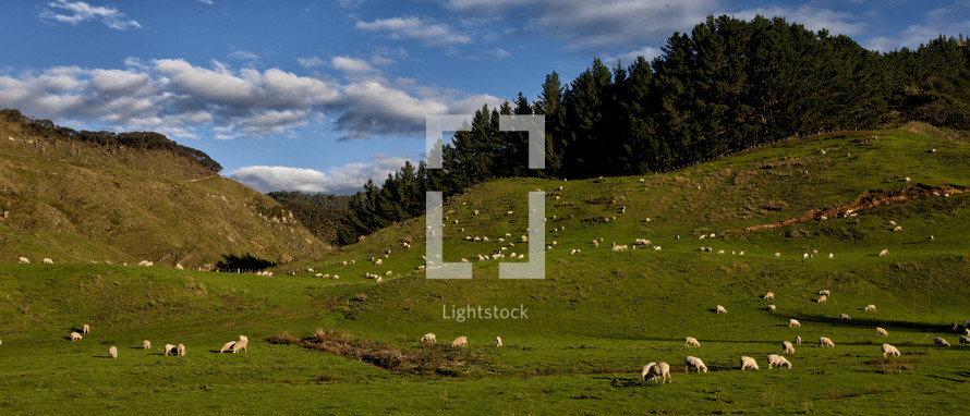 Sheep graze on green grassy hills under the blue sky and clouds with sun light shining on them in this landscape. 