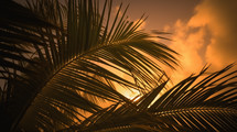Dramatic palm sunday leaves background at sunset. 