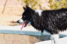 a panting wet dog 