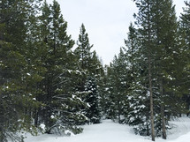 snow in a pine forest 