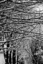 snow on the branches of winter trees