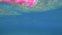 Pink Jellyfish in the ocean. Pelagia Noctiluca