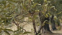 Ripe olives on tree branch