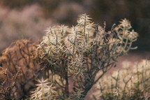desert plants 