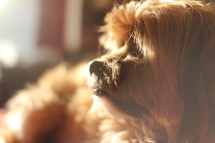 shaggy dog in sunlight 
