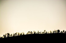 tree line on a mountain top 