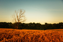 a bare tree in a wheat field 