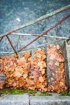 fall leaves on steps 