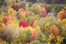 fall colors 