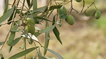 Green olives on tree branch
