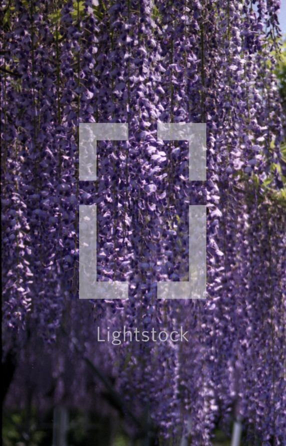 purple wisteria flowers