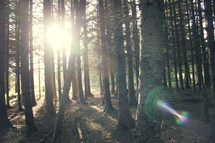 sunburst through tree trunks in a forest