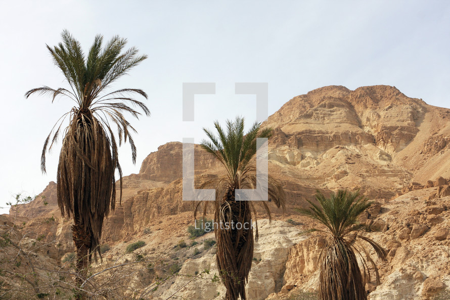 Desert landscape and Palm trees in Israel 
