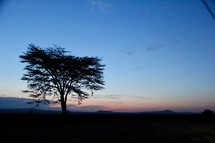 silhouette of a tree at sunset 