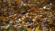 colorful autumn leaves laying on the ground and swirling in the wind. 
