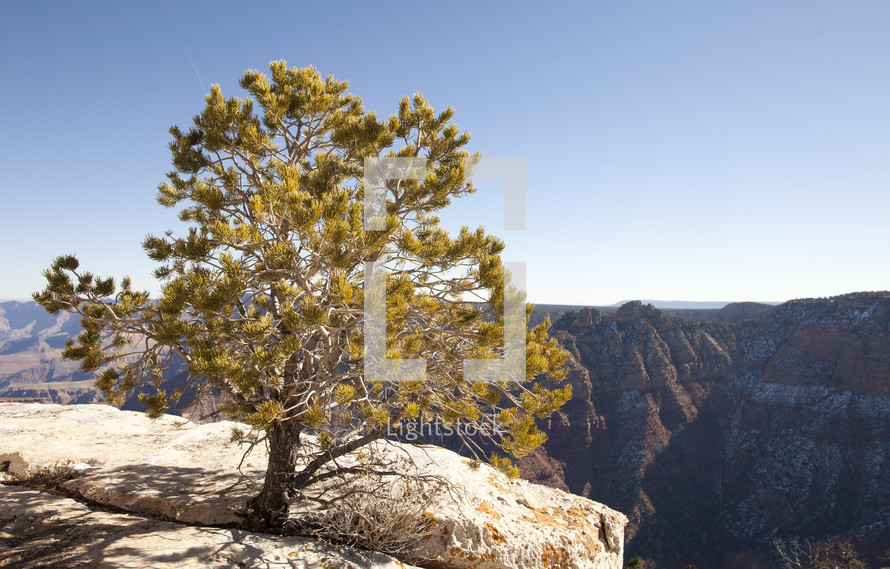 A tree growing from the rock on the edge of a cliff