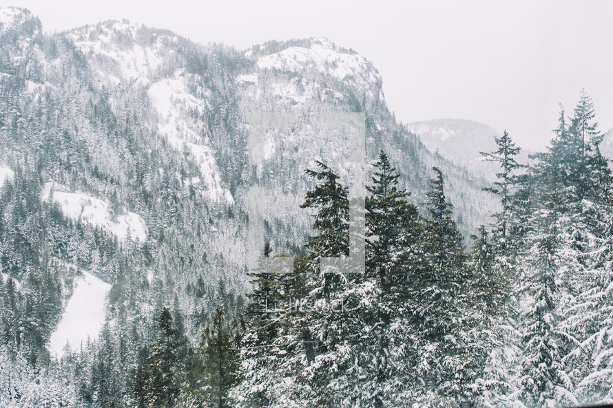 evergreen mountain forest in winter 
