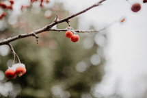 snow capped berries on tree