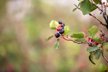 saskatoon berries up close