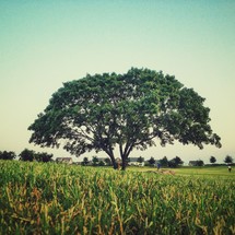 Tree in green field