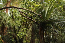 jungle plants in Hawaii 
