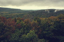 trees on a mountain forest in early fall 