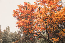 orange leaves on a fall tree 