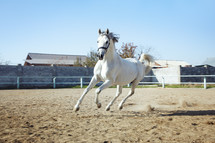 galloping horse 