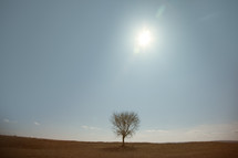 one tree in a field and sun 