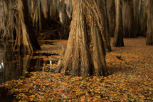 cypress trees in a swamp 