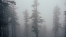 trees in fog 